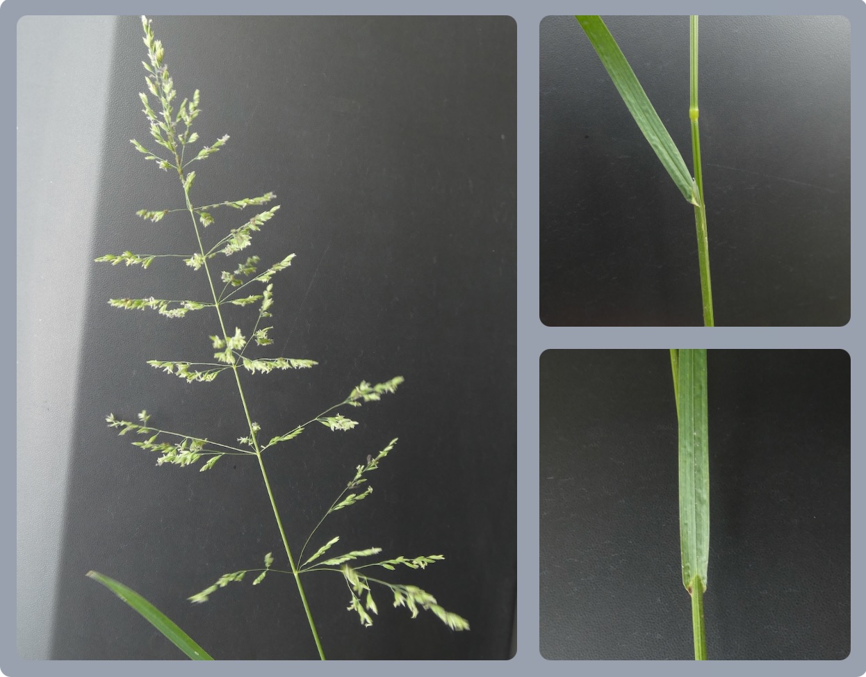 Gemeines Rispengras (Poa trivialis)