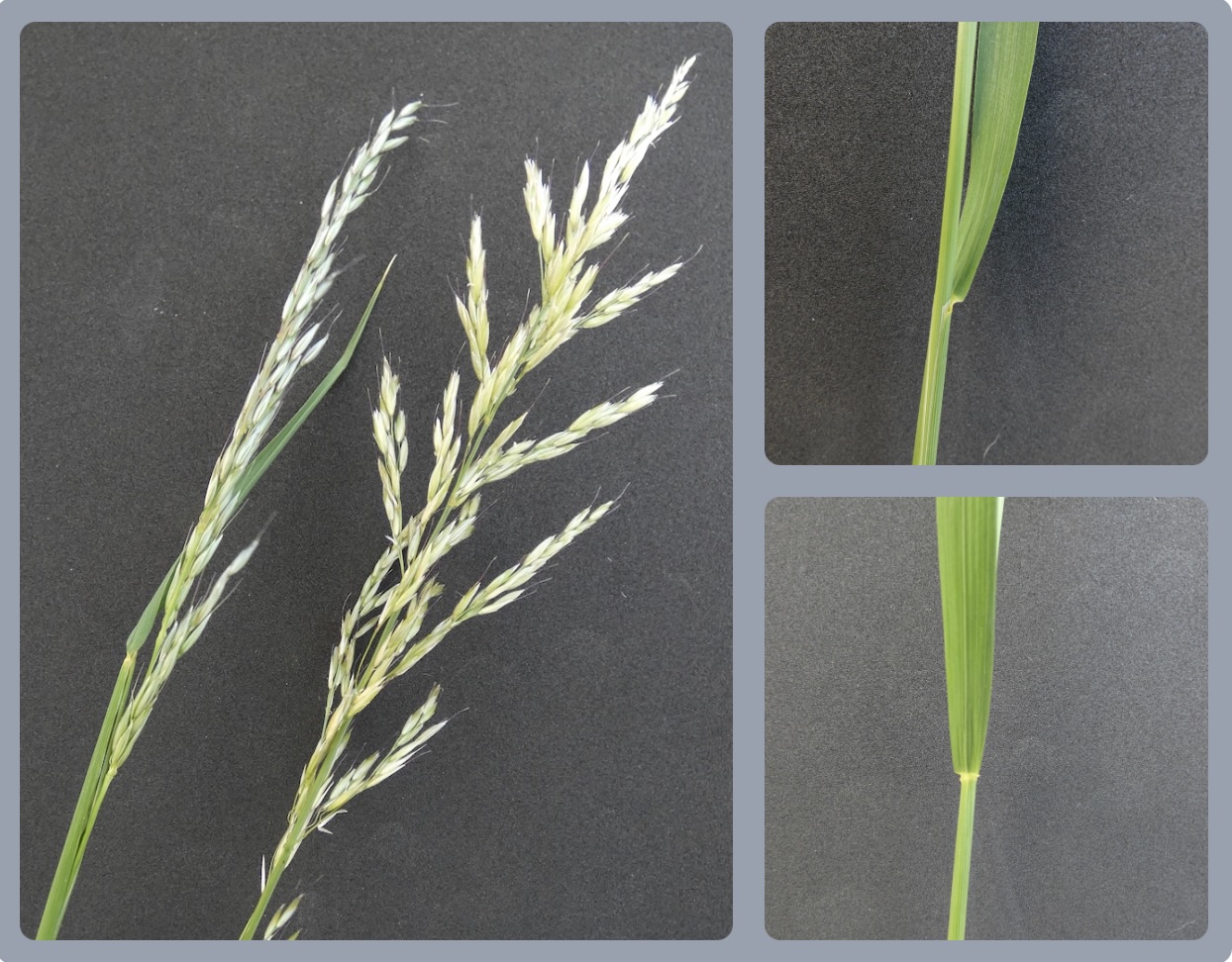 Glatthafer (Arrhenatherum elatius)