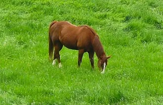 Futterberatung für Pferde