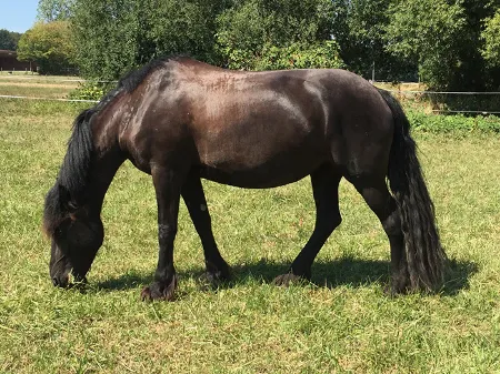 Gesunde Weiden für gesunde Pferde