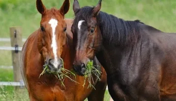 Wissen rund um Fütterung, Haltung und Gesundheit