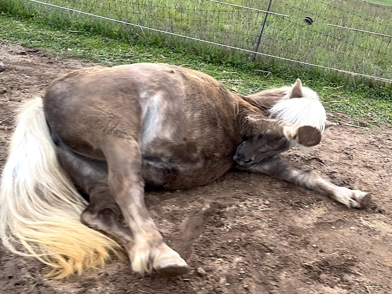 Parasiten beim Pferd – warum sie dazugehören