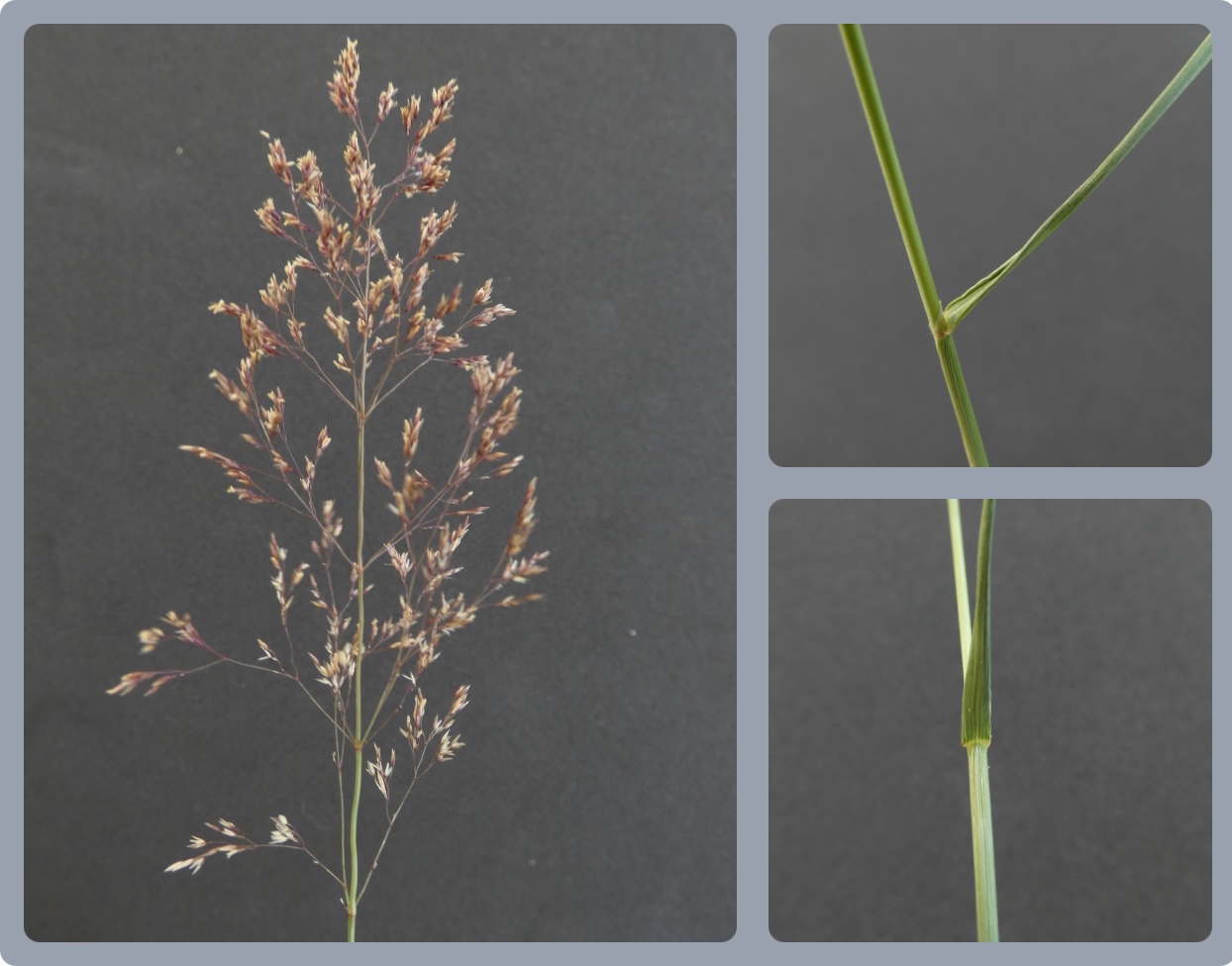 Rotes Straußgras ist ein feines, extensives Gras für magere Pferdeweiden und artenreiche, eher energieärmere Heuwiesen.