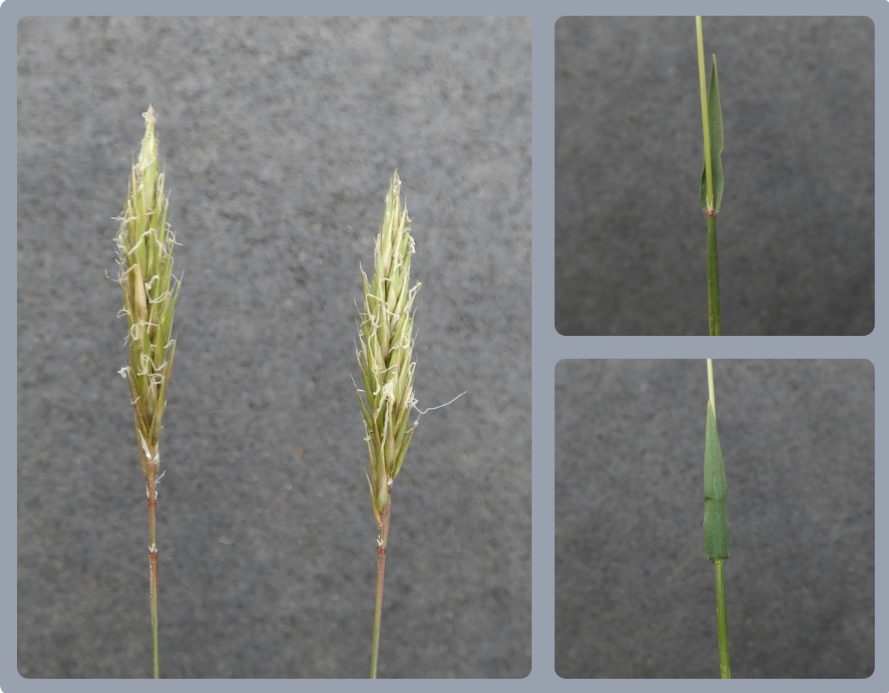 Ruchgras (Anthoxanthum odoratum)