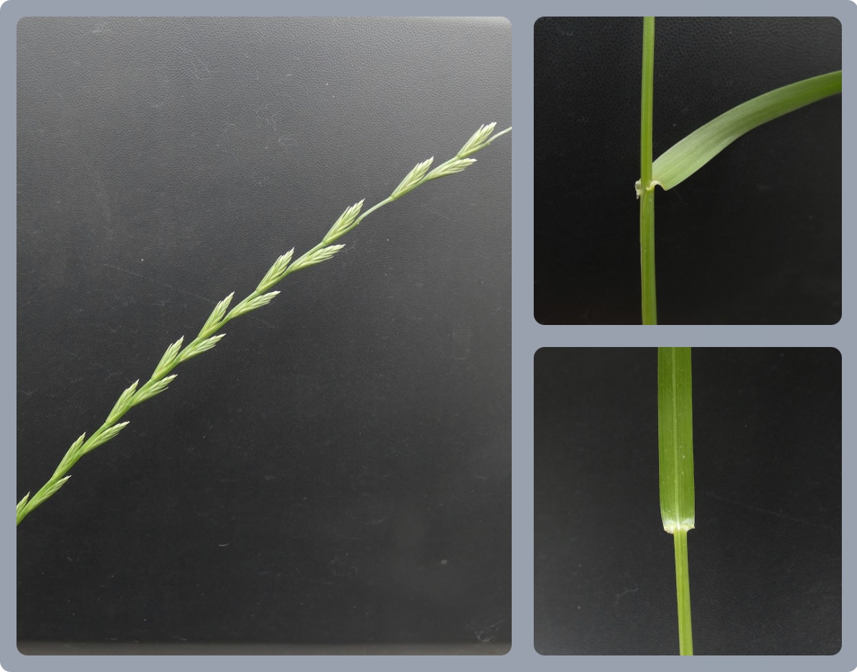 Deutsche Weidelgras (Lolium perenne)