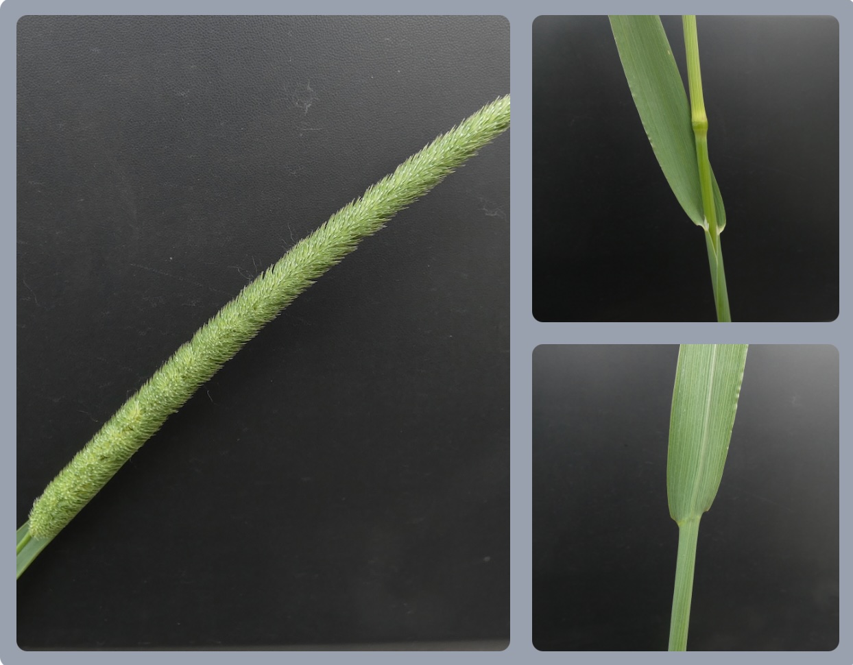 Wiesen-Lieschgras / Timothee Grass (Phleum pratense)
