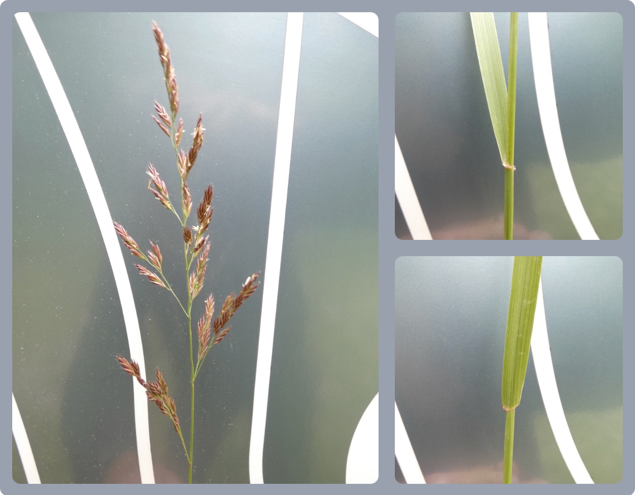 Wiesen-Schwingel (Festuca pratensis)
